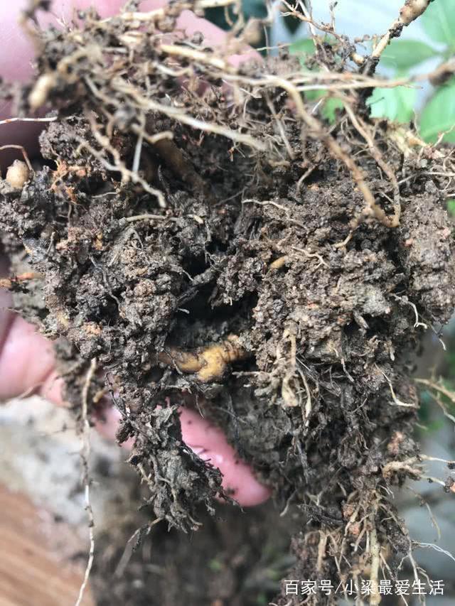 死不了花的种植方法：轻松养活，四季花开