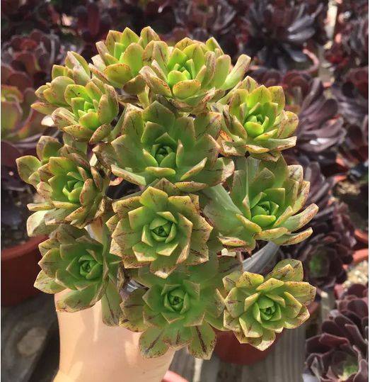 树苗种植方法：打造绿色家园的入门指南