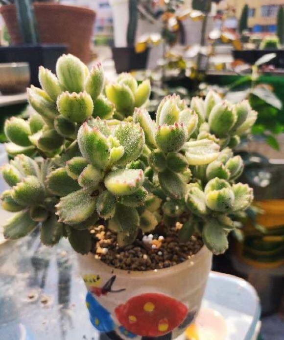 冬天适合扦插茶花吗？