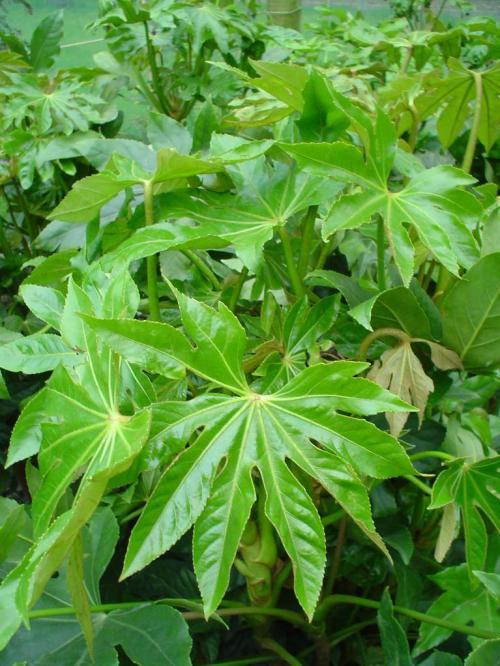 长豆角种植时间和方法：掌握要领，丰收在望