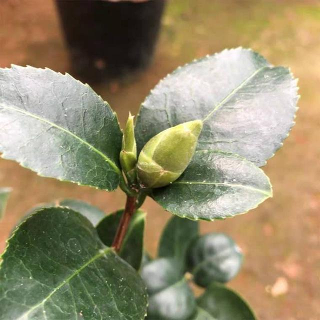 腊梅种植扦插：掌握技巧，让你的腊梅繁茂生长