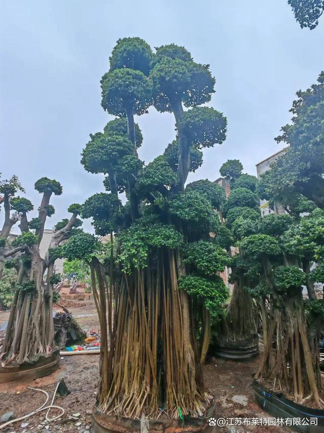 白玉兰怎么种植方法：园艺专家教你种植要点