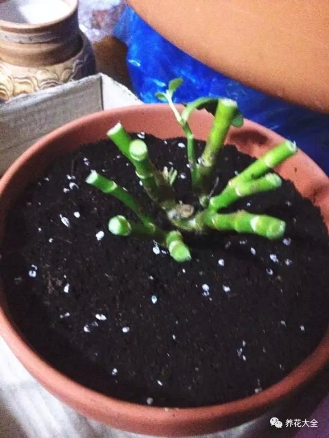 藕怎么种植方法视频：掌握关键步骤，轻松种植莲藕