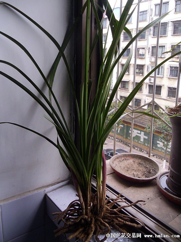 怎样盆栽玫瑰花：专业园丁的种植指南