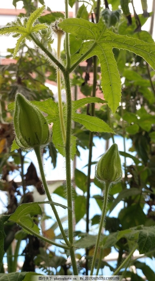 茄子怎么种植方法：掌握要领，收获丰收茄子