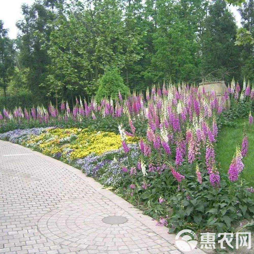 我的萝卜盆栽：从小白到绿手指的种植指南