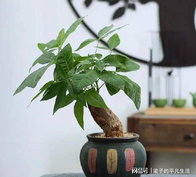 发财树扦插繁殖方法图详解：家庭园艺新手的必备指南