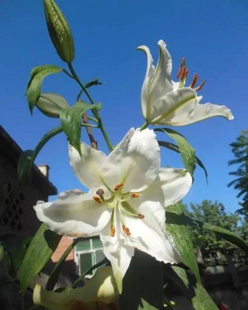 盗蜂最有效方法：守护蜂群，保护植物花园