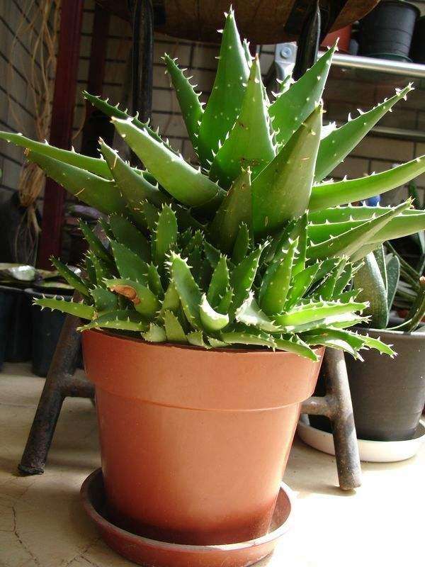 文竹籽怎么种植方法：详解种植步骤与养护技巧