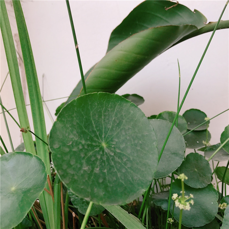 种蒜方法：掌握技巧，轻松种植美味蒜头