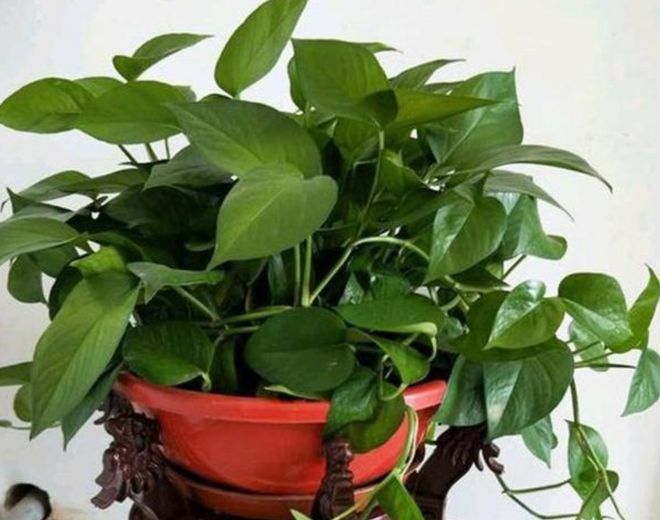 盆栽菊花过冬：全方位养护指南