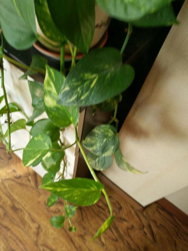 盆栽杜鹃花的养殖方法和注意事项