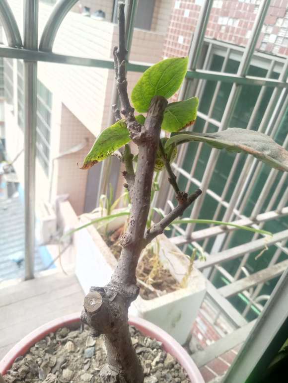 海棠花的扦插方法：园艺爱好者的必备指南