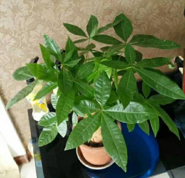 雏菊的养殖方法：让小菊花绽放的秘诀