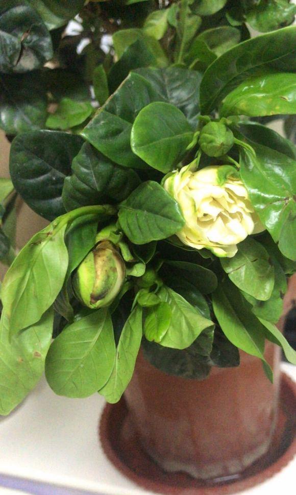 韭菜的栽培方法：掌握要点，轻松种植绿色美食