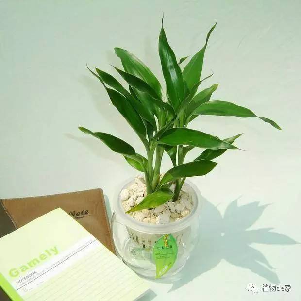 碗荷花怎么养殖的方法