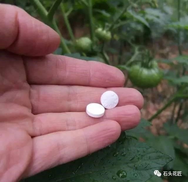 香葱的种植方法和时间：掌握要领，轻松种植