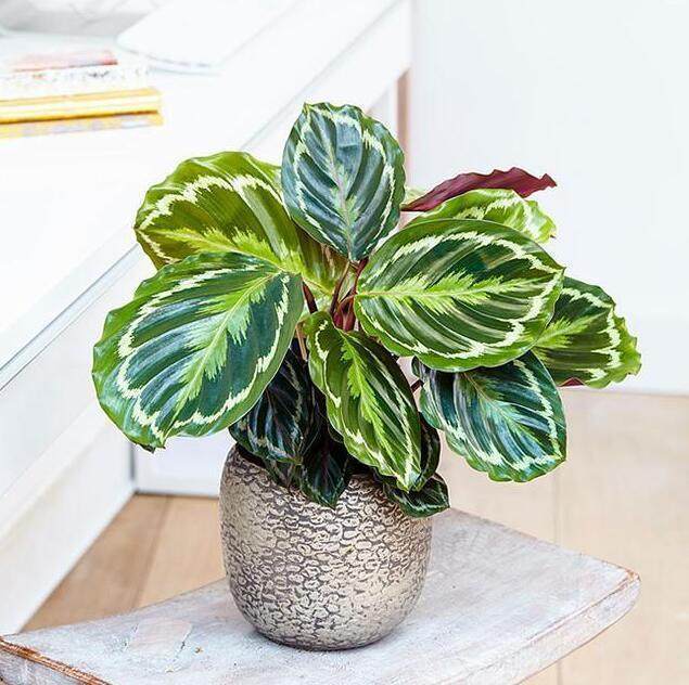 盆栽香菜教程：轻松种植厨房必备调味品