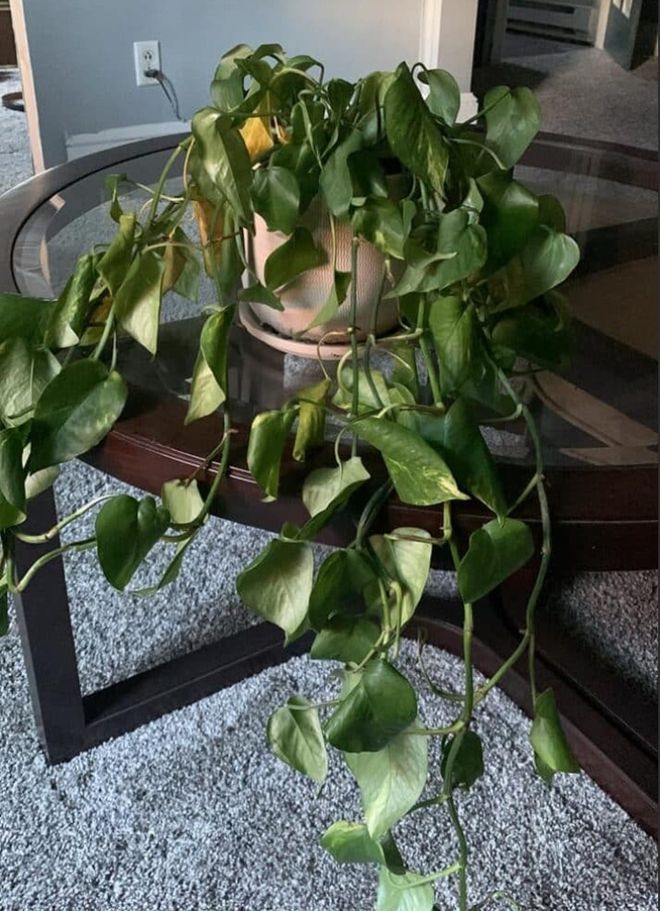 压条还是扦插嫁接：植物繁殖的两大技巧对比