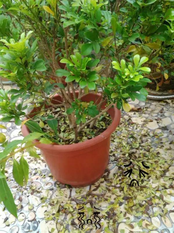 绿萝培植方法：轻松打造绿意盎然的家