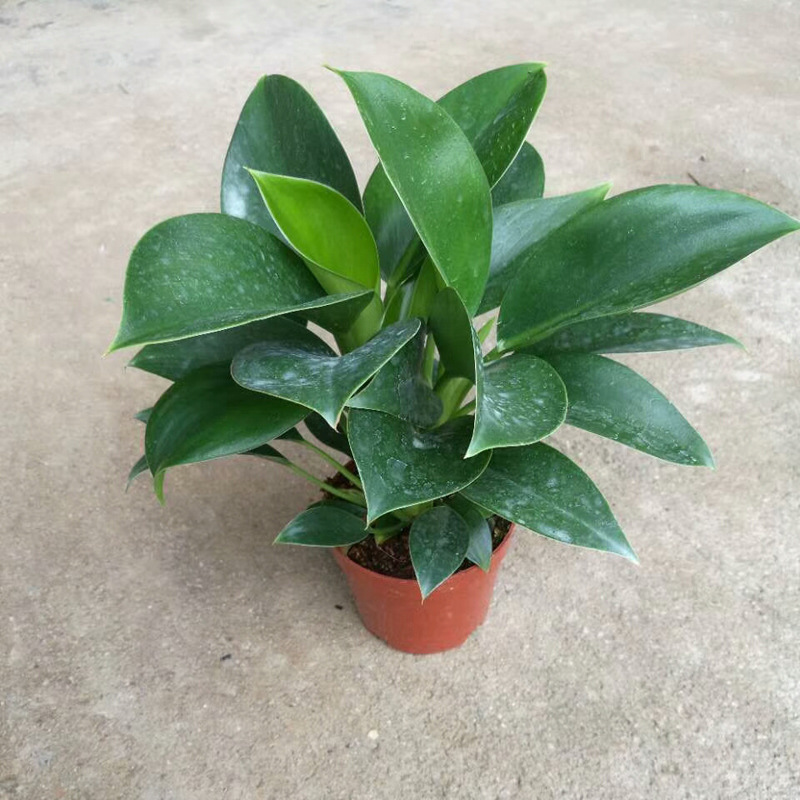 红薯育苗时间和方法：专业园丁的种植指南