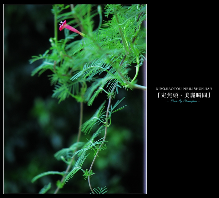 大岩桐花的养殖方法
