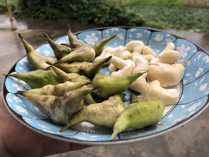月季花繁殖方法：掌握技巧，让你的花园繁花似锦