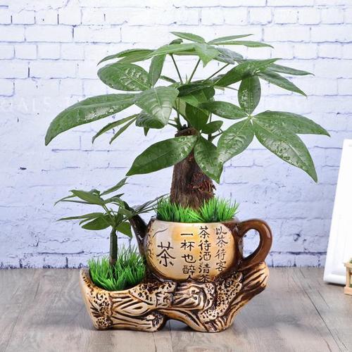 巴西龟的饲养方法