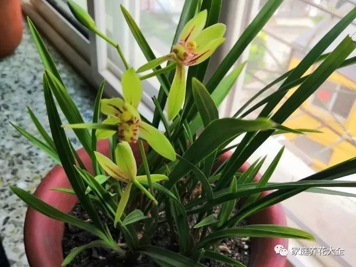 西番莲扦插几年可挂果：种植指南与养护技巧
