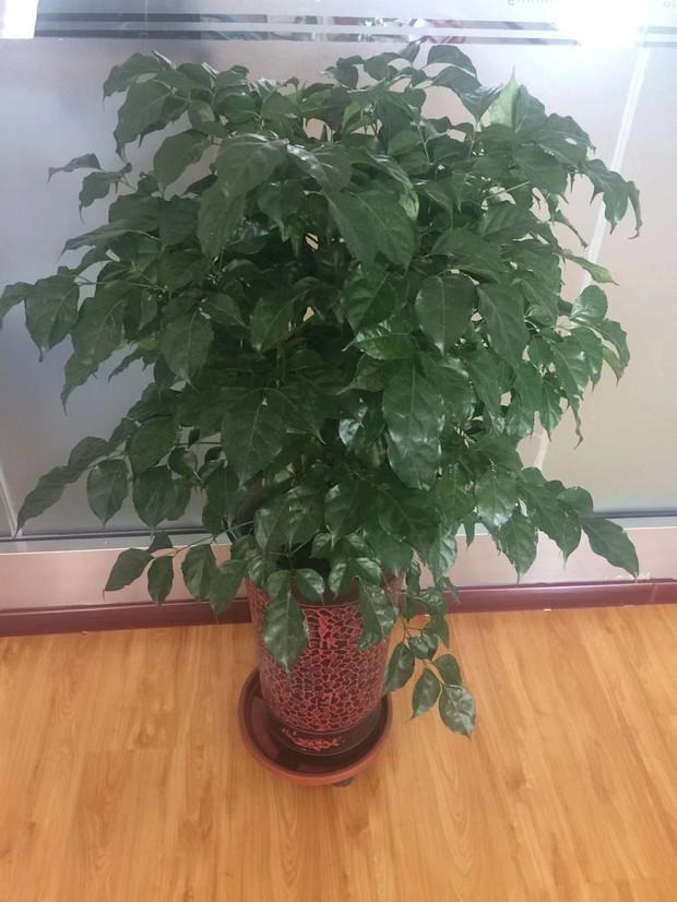 绿蔓盆栽：打造室内绿色氧吧的绝佳选择