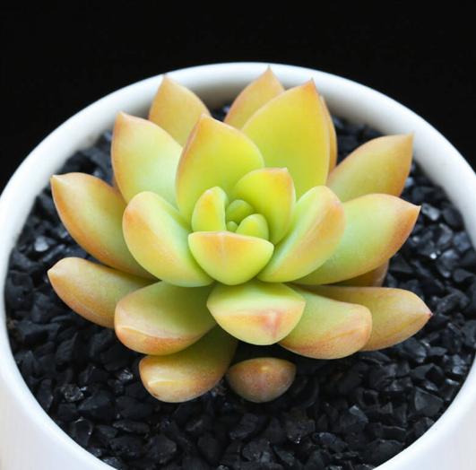 大蒜种植方法：掌握要领，丰收在望