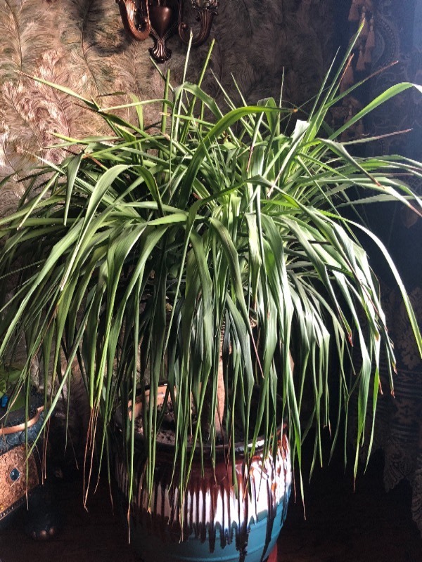 桃树的种植方法：从选种到丰收的全程指南
