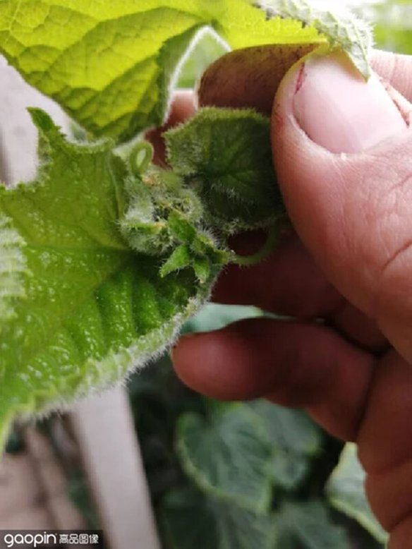 柿子怎么种盆栽：家庭种植指南