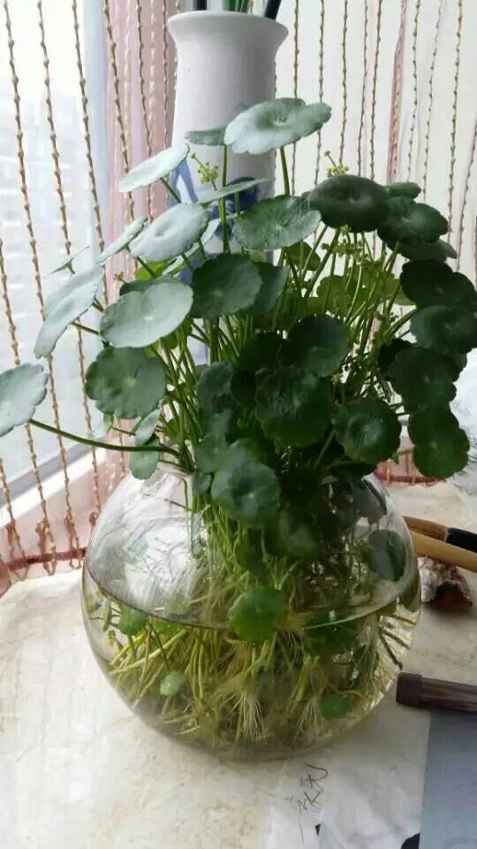 木本盆栽花卉图片大全：探寻园艺之美