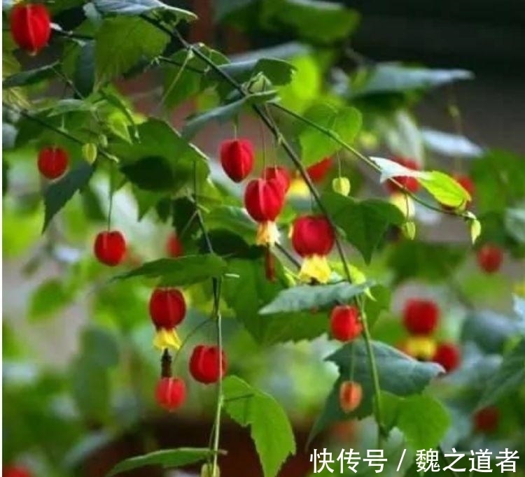 铁海棠盆栽养护：打造家中美丽风景线