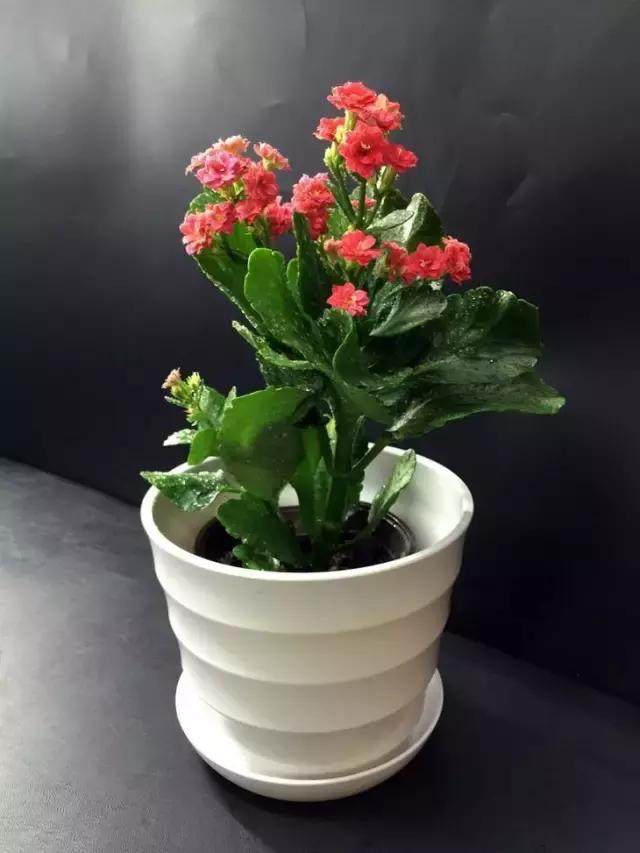 种植柚子盆栽：让您的家园充满绿意与丰收
