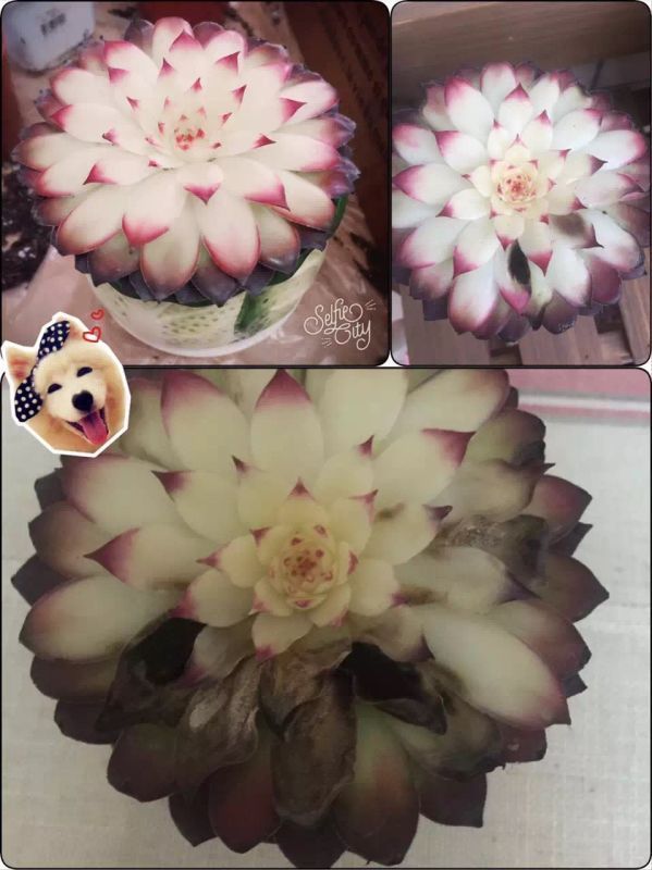 种白萝卜的正确方法