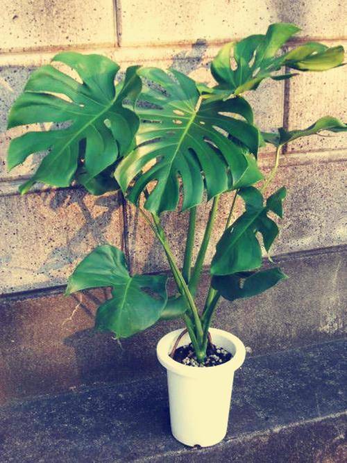 尿素育肥正确方法：为植物生长提供高效氮源