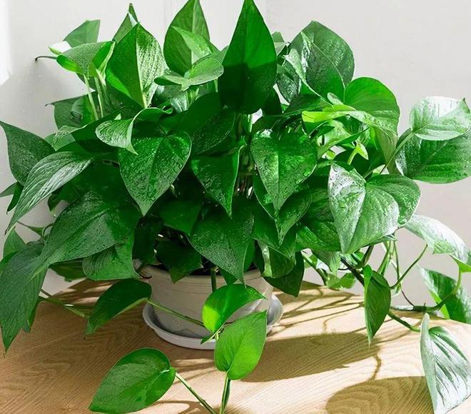 标题：盆栽荷花专用盆——打造水中花园的必备利器