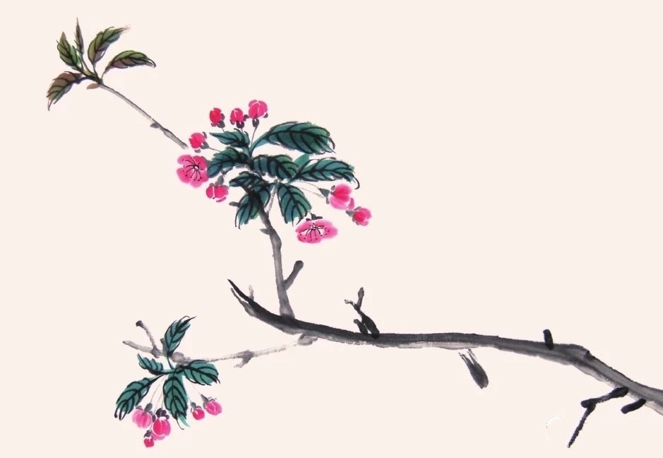 标题：扦插鹅掌柴——专业园丁的养护指南