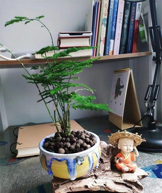 吊兰扦插法图片：详解吊兰繁殖技巧