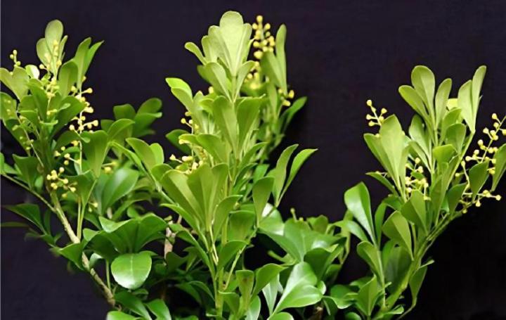 ### 番茄的种植方法