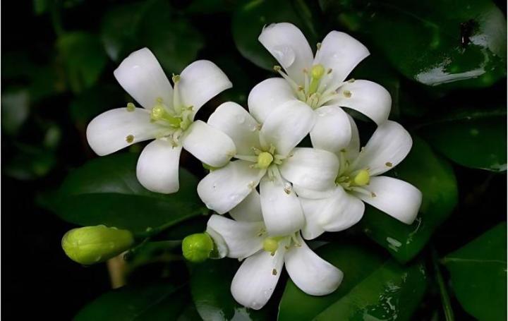茶花扦插方法：掌握技巧，轻松繁殖美丽茶花