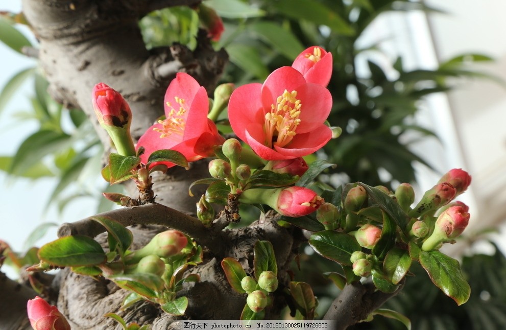 大棚蔬菜种植方法：掌握技巧，实现高效产出
