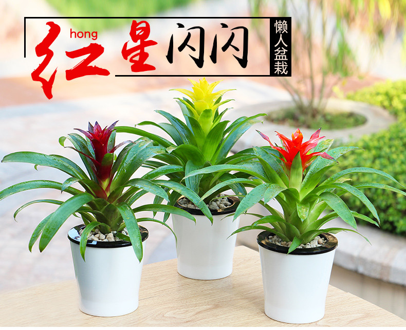 玉米种植时间和方法：掌握要领，丰收在望