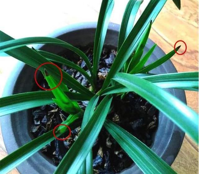 马蹄莲扦插：繁殖新植株的简易指南