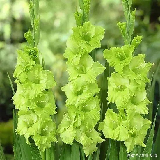 盆栽梅花的种植方法：让优雅梅韵绽放家中