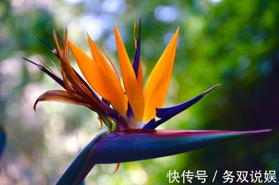 桂花树主干扦插：繁殖新植株的实用指南