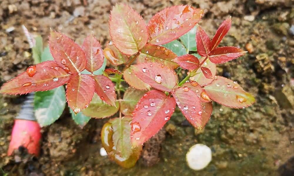 苹果盆栽靠谱：揭秘家庭种植苹果的可行性