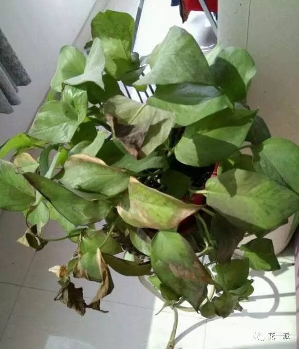 树花树扦插：繁殖新植株的简易方法